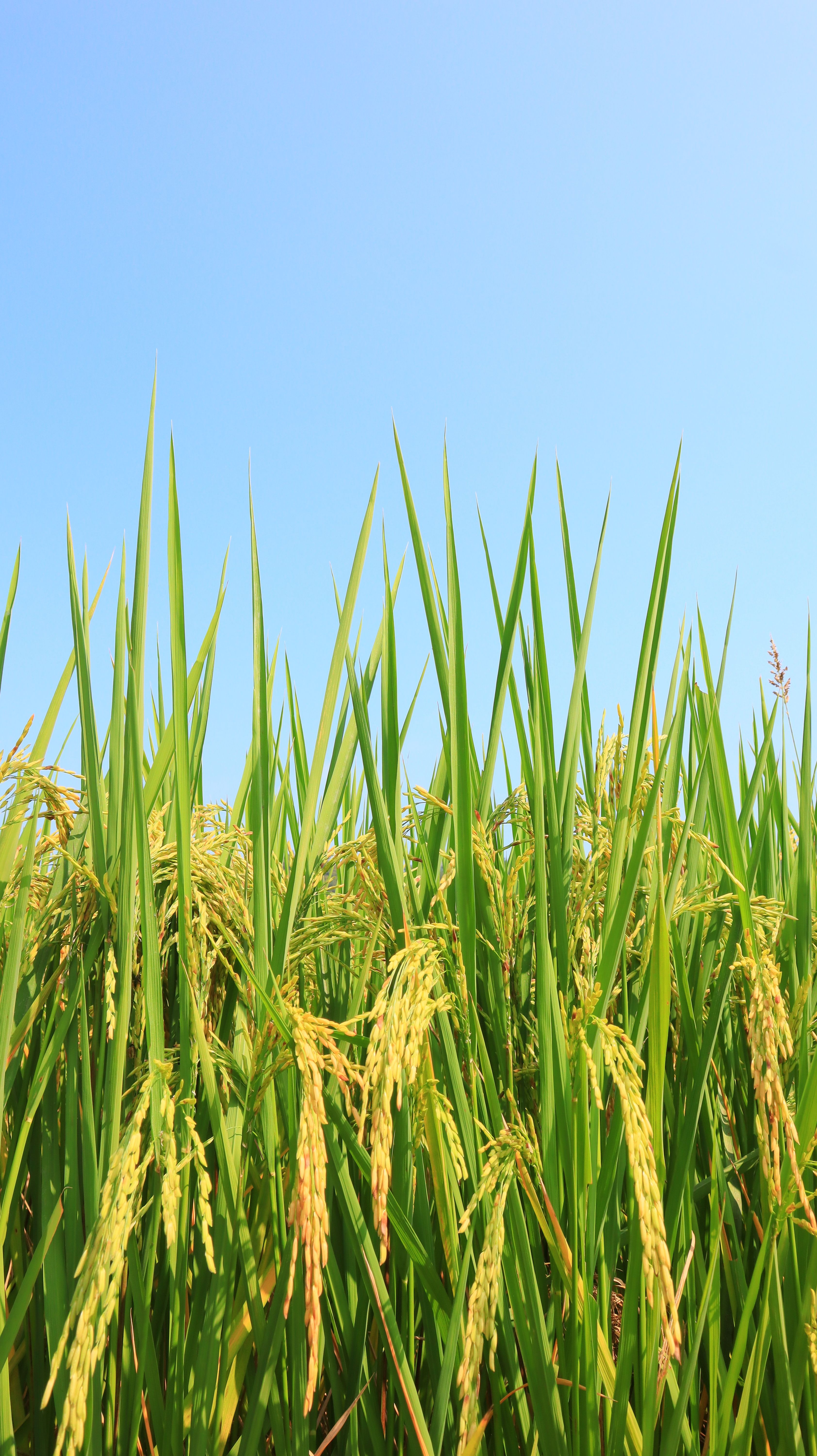 Agribusiness Blog