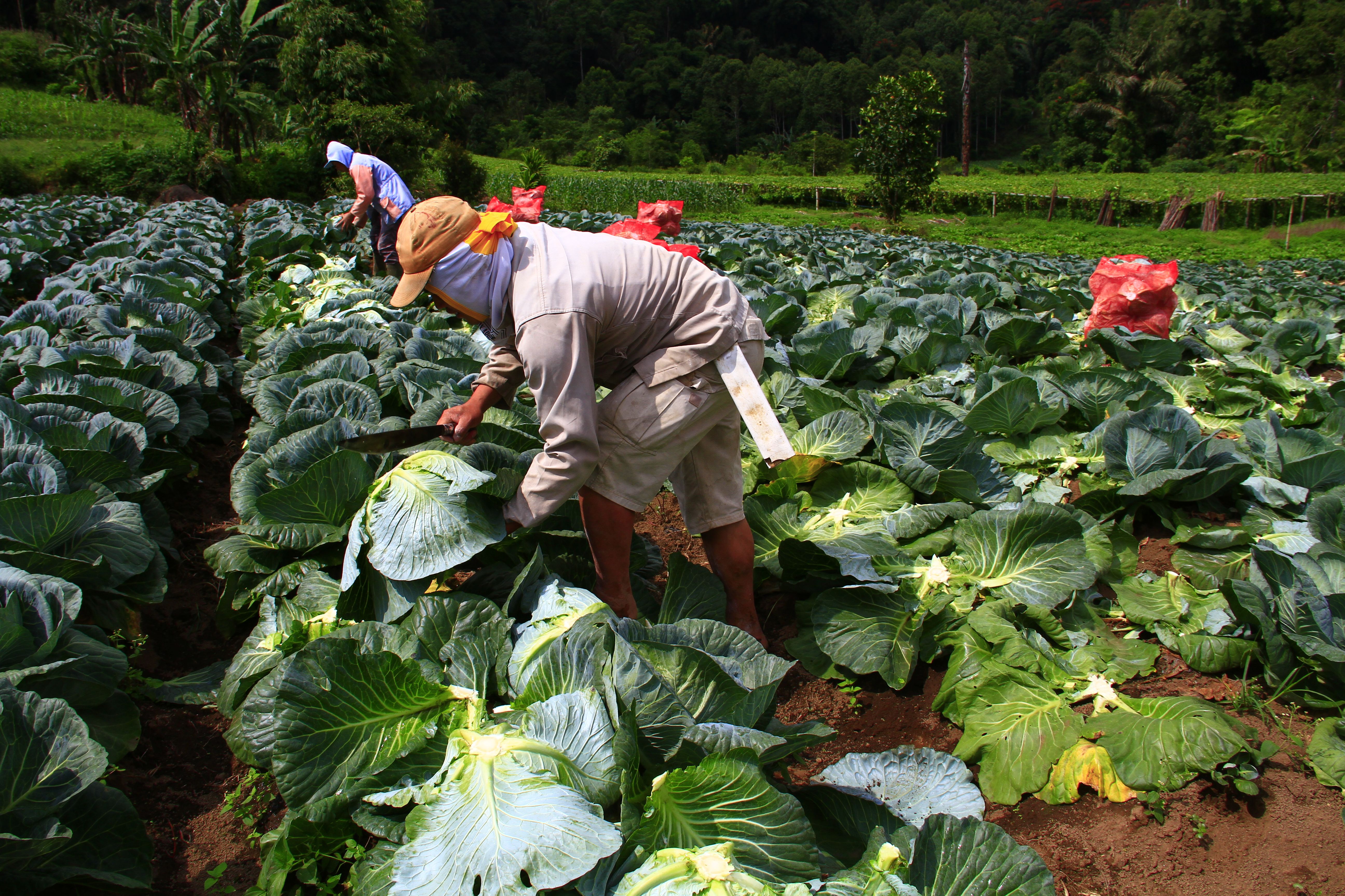 Agribusiness Farm